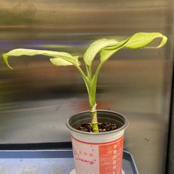 Camouflage Cane Plant