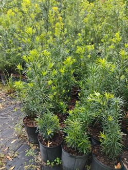 Podocarpus Hedges 3gl $6