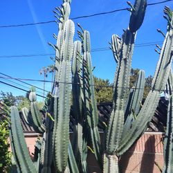 Cactus For Free 