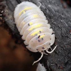 Armadillidium Vulgare Magic Potion Isopods