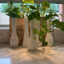 Pothos Cuttings in Water with Vase