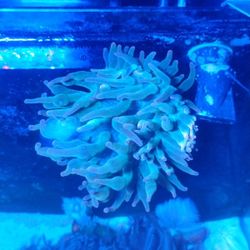 Rainbow Bubble Tip Anemone 