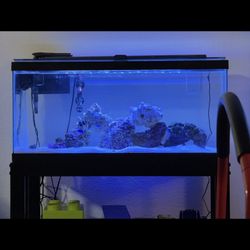 40 Gal Fish Tank 