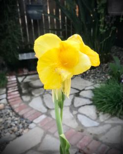 Yellow Canna Lily Plant Starters Push See More for All Info