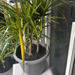 Dracaena Marginata