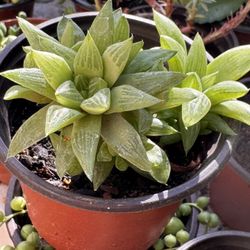 Succulents Plants 4”pot