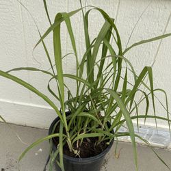 Sugar Cane Plant In 5gl. 