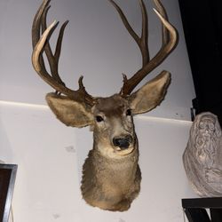2 Different Vintage  Taxidermy Deer 