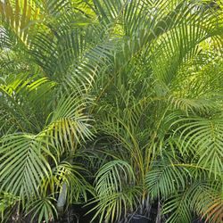 Arecas Over 7 Feet Tall Instant Privacy Hedge For Fence