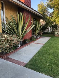 Large agave plants