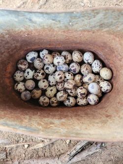 Huevos Horganicos, Fertil De Godorniz