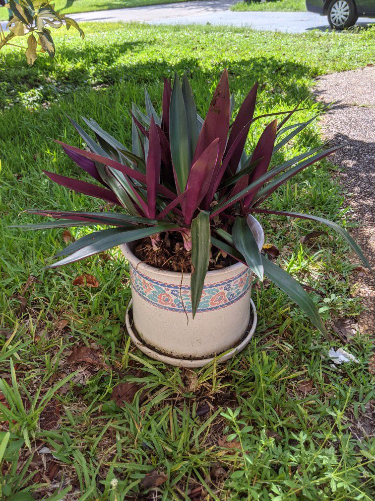 Mature Moses In The Cradle / Boatlily Plant In Large Vintage Pot