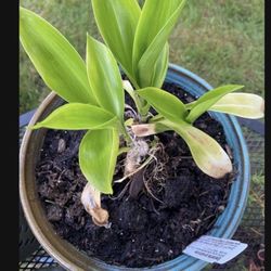 Speirantha convallarioides Plants In Glazed Ceramic Pot With Drainage