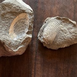 Fossilized Shell 