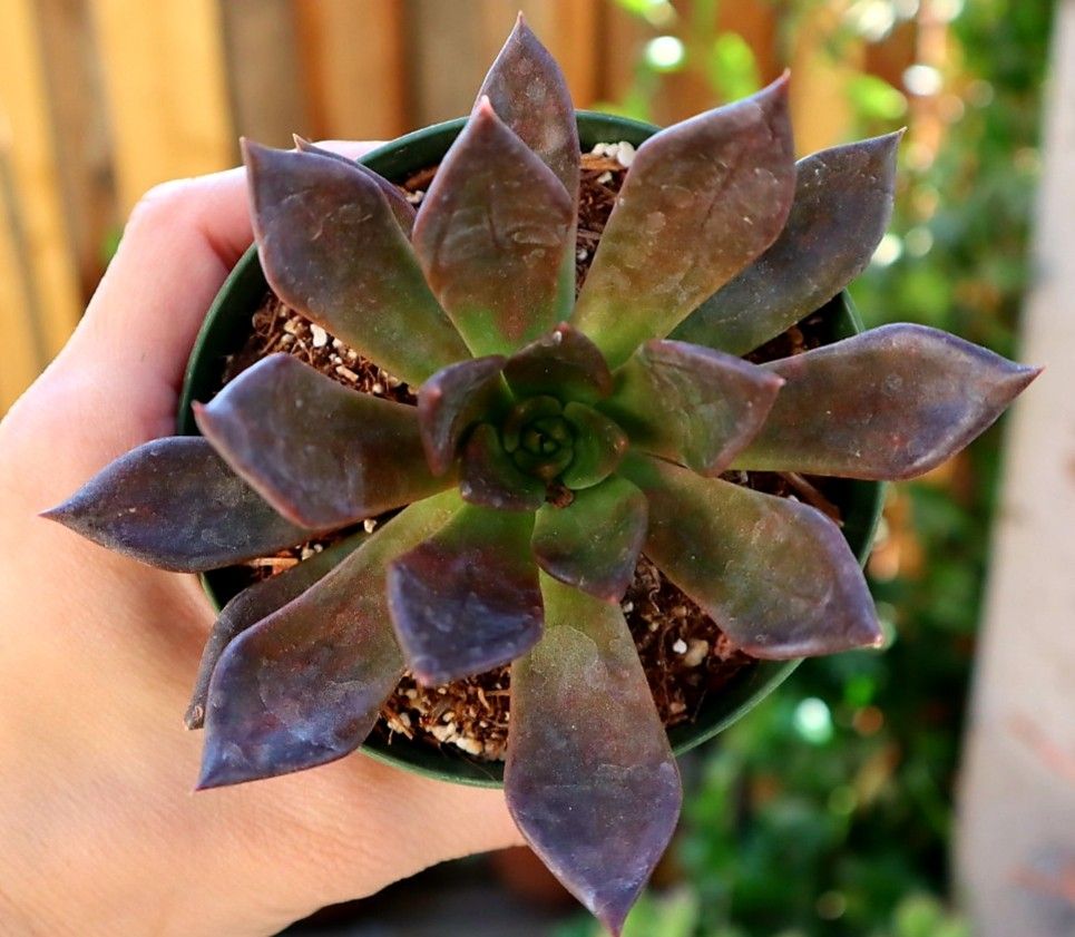 Black Knight Succulent