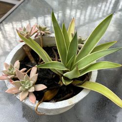 Succulent Arrangement 