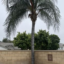 Palm Tree