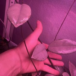 Hiya Wilbur Graves (silver) 2 Node , 3 Leaf Cutting 