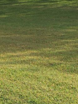 Mow lawn yard
