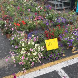 Plant Sale At Berlin Farmers Market