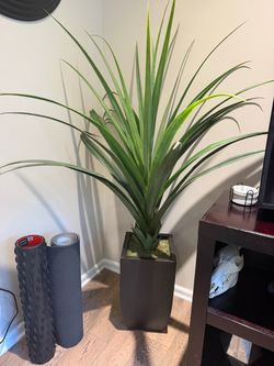 Plant for sale