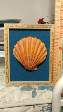 Sea shell