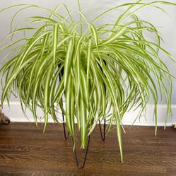 Real Spider Plant 