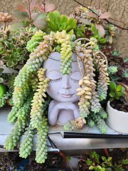 Donkeys tail succulents in a resting princess planter head
