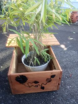 Golden bamboo grass and container box