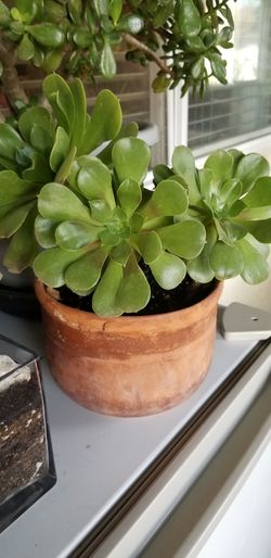 Natural plant