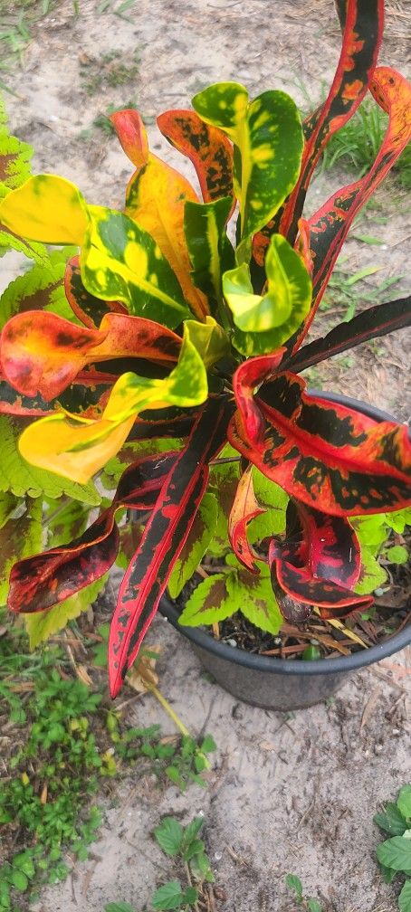 Beautiful Calor Plant 