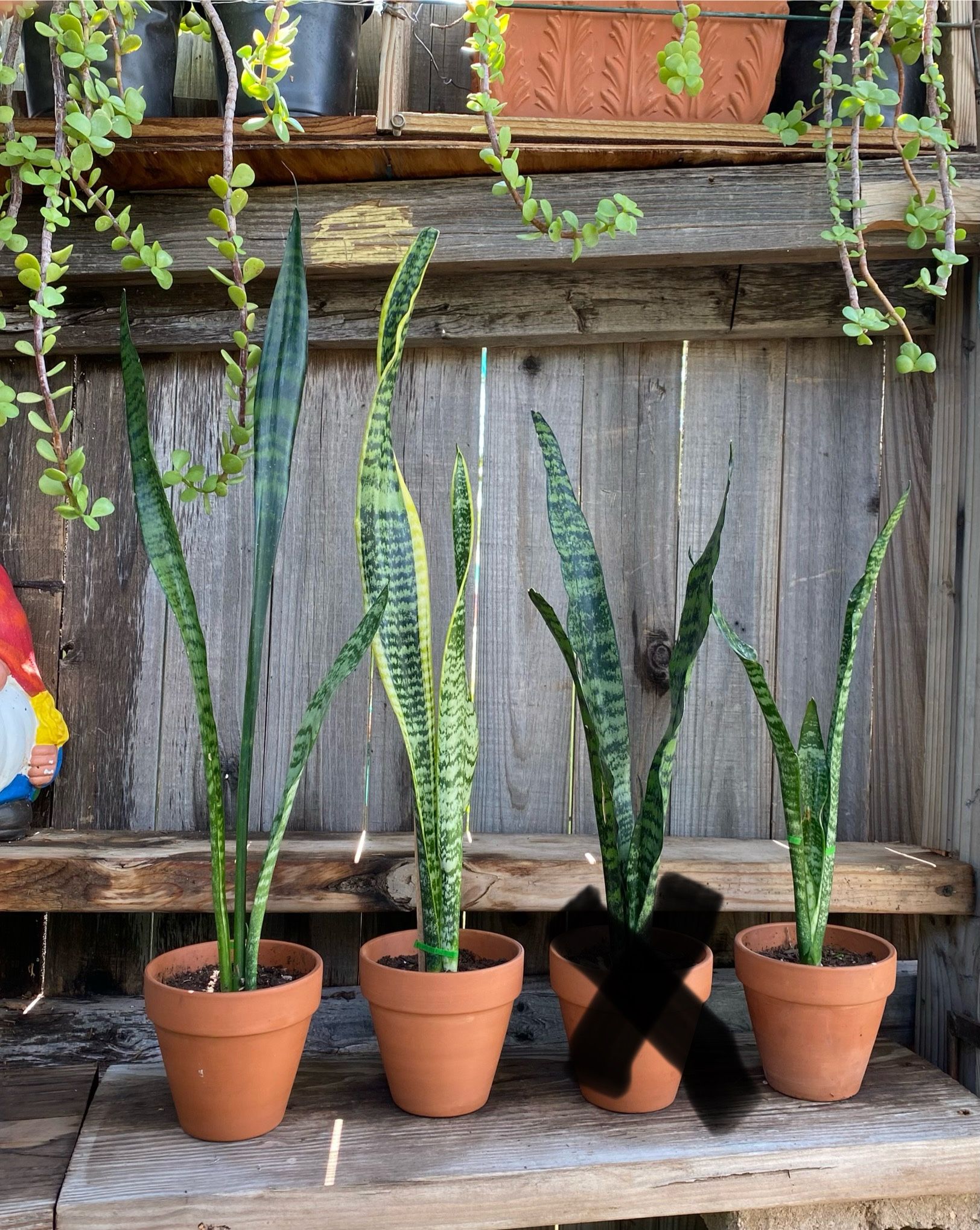 Small Mother-in-Law or Snake Plant