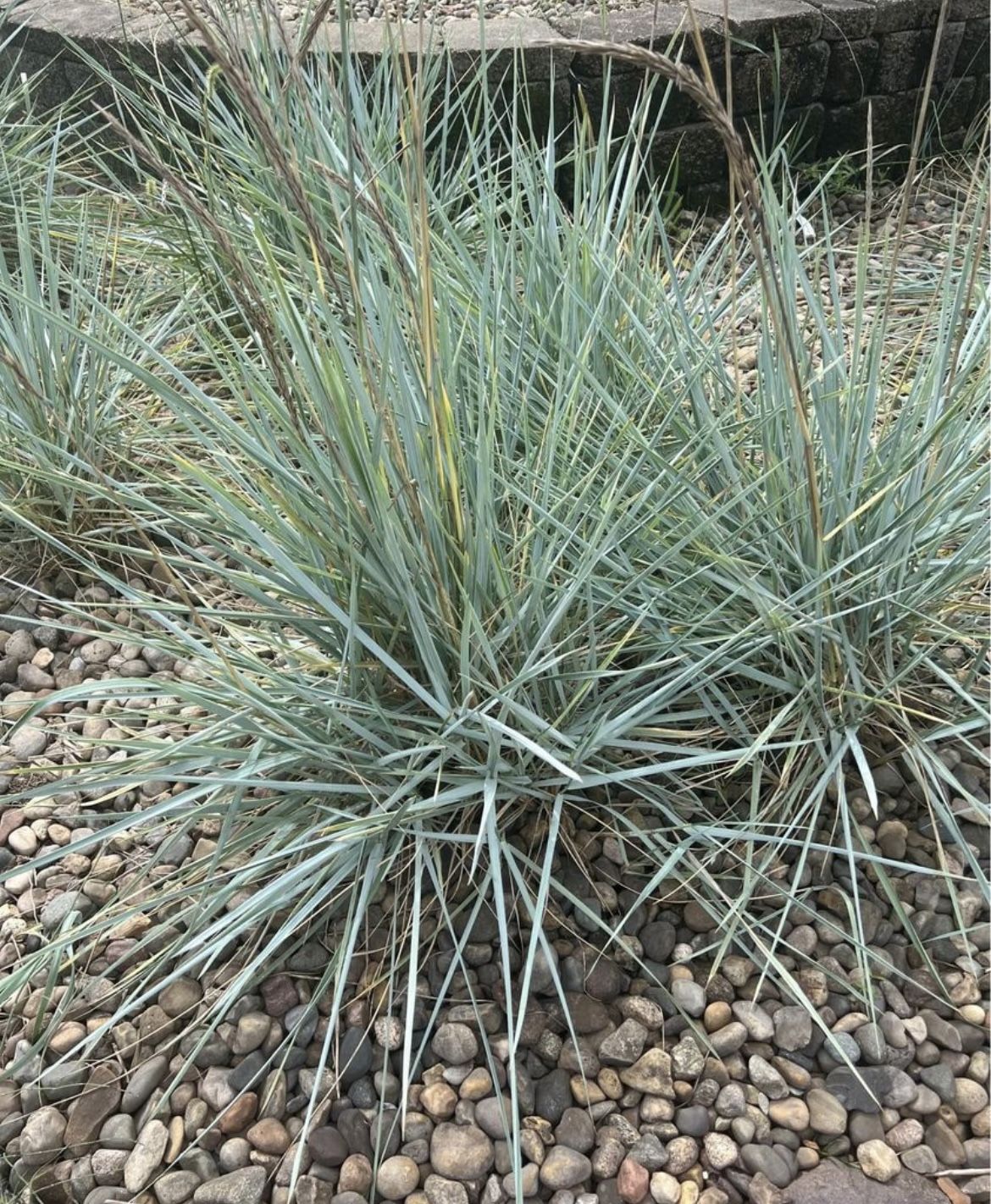 Blue Oat Grass