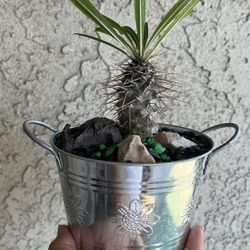 Very Healthy Madagascar Palm Tree In Metal Vase