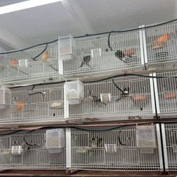 Bird Breeding Cages