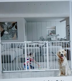 Extra wide Auto close safety gate White