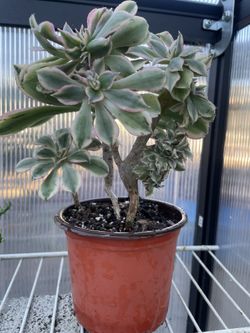 Crested Aeonium Sunburst Succulent 