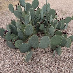 FREE Prickly Pear cactus 