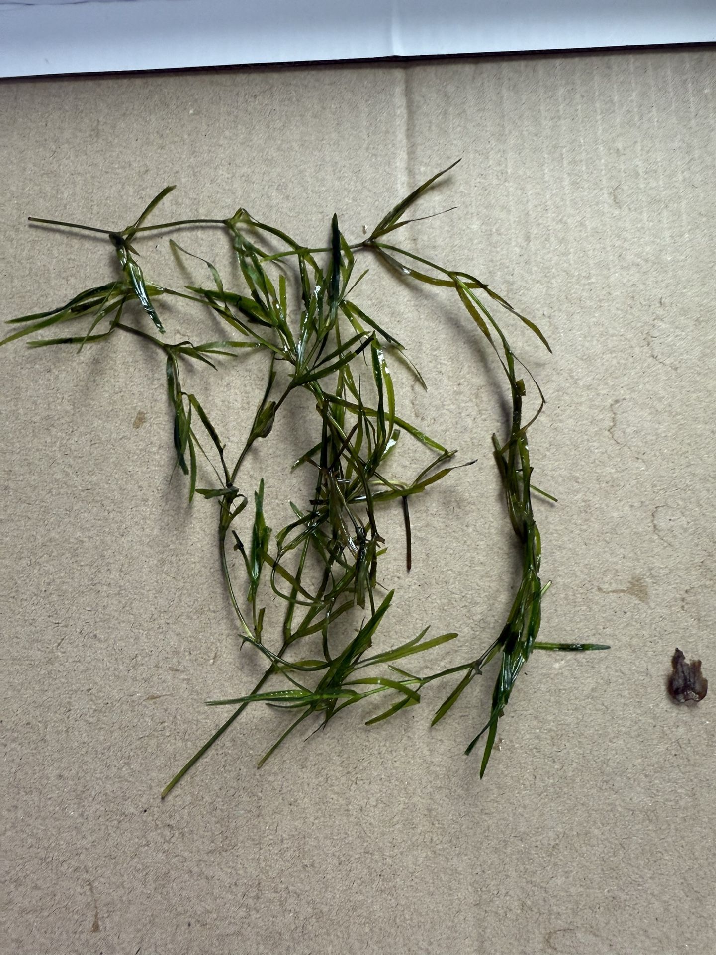 Guppy Grass (Najas guadalupensis / Najas Grass / Southern Naiad) - Easy Aquarium Plant Freshwater Aquatic Plant For Fish Tanks Aquascape