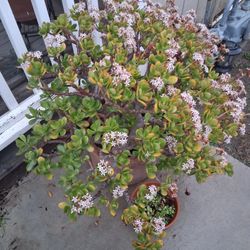 Jade's And Succulent For Sale 