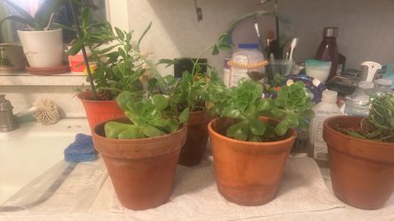 Succulent plants