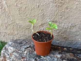Watermelon Seedling Plants