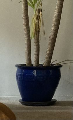 2 Large Plant Pots