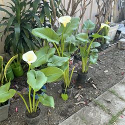 Beautiful White Arum Lily Flowers Plant Tree