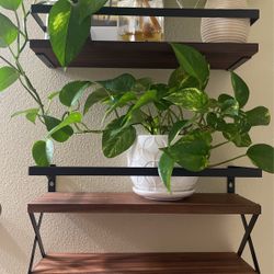 Bonita Planta 