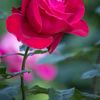 Flor209