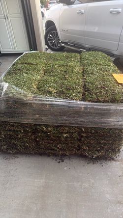 St. Augustine sod
