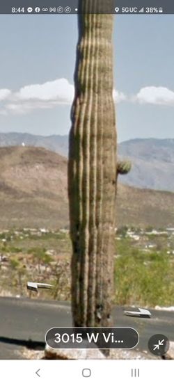 Saguaro's Galore, Great GAS BIKES and More