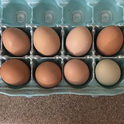 Fresh Local Free-range Eggs-12