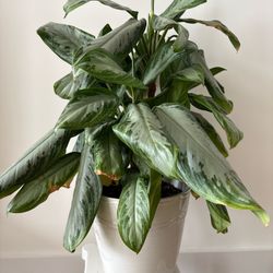 Indoor plants for sale - Chinese Evergreen